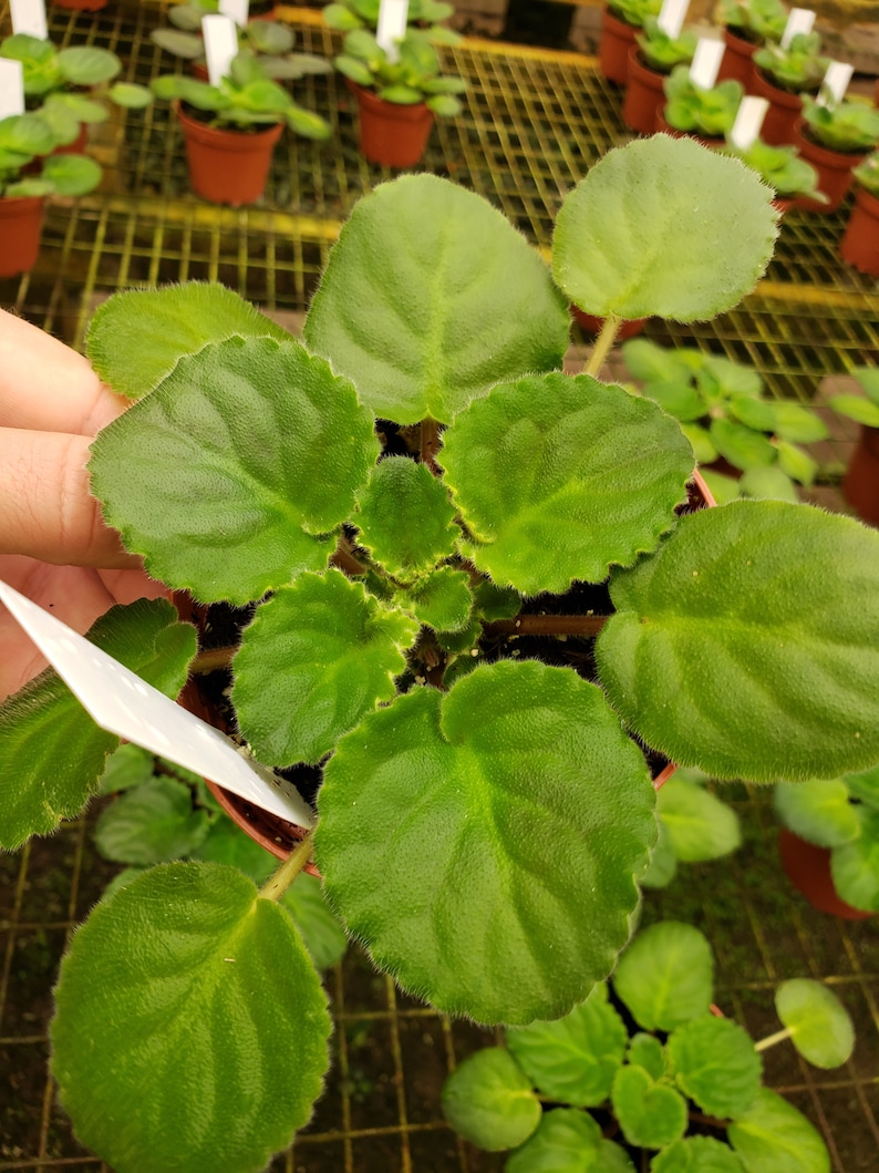 May include: A close-up of an African violet plant in a small brown pot. The plant has large, textured, green leaves. Other potted plants are visible in the background, suggesting a greenhouse setting. A white tag is partially visible.