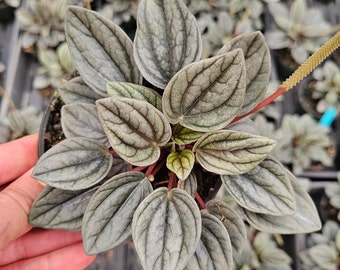 Peperomia Santorini plant in a 4" pot | 2 plants required per order |