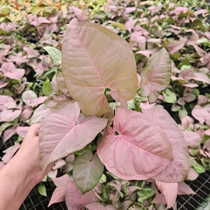 Pink Syngonium plant 6&quot; pot, live pink tropical houseplant, | plant lover gift |  | 2 plants required per order |