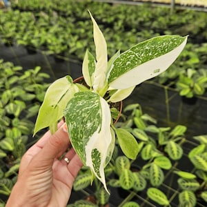 Philodendron Jose Buono plant in a 3&quot; pot, variegated live rare tropical philodendron houseplant | 2 plants required per order |
