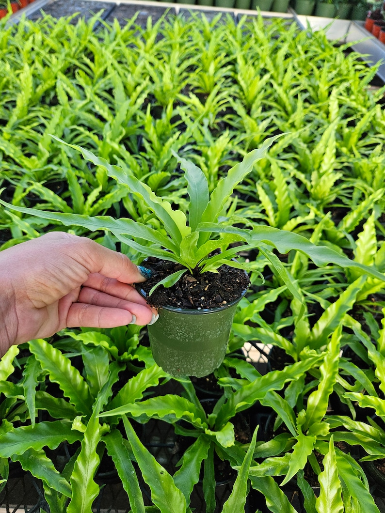 FreshFromGreenhouse Austral Gem Bird's Nest Fern - Thumbnail 3