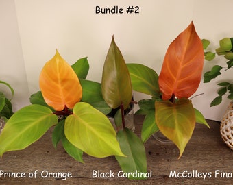 LIVE Philodendron Bundle 3 plants, 1 Moonlight, 1 Prince of Orange, 1 Black Cardinal all 4" pots, live Philodendron Bundle tropical plant