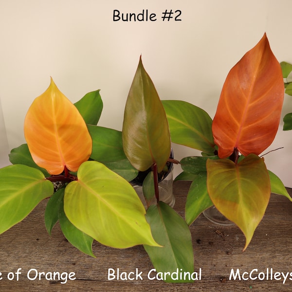 LIVE Philodendron Bundle 3 plants, 1 Moonlight, 1 Prince of Orange, 1 Black Cardinal all 4" pots, live Philodendron Bundle tropical plant