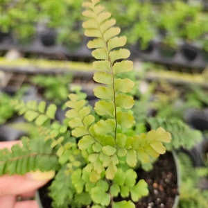 Rosy Maidenhair fern in a 4 pot, Adiantum hispidulum Rosy Fern, small maidenhair fern 2 plants required per order image 5