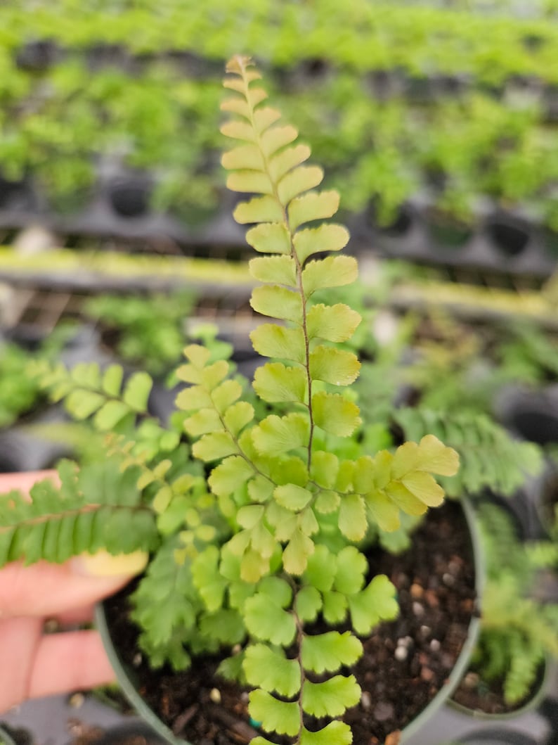 Rosy Maidenhair fern in a 4 pot, Adiantum hispidulum Rosy Fern, small maidenhair fern 2 plants required per order image 5