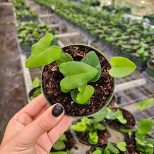 Heart Fern plant, Hemionitis arifolia Heart Fern live plant, starter plant in a 4 pot 2 plants required per order image 2