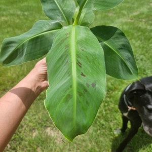 Banana plant, Double Mahoi Banana plant in a 4&quot; pot | 2 plants required per order