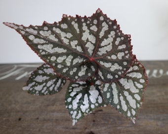 Begonia Betsy (planta viva) / Plántula joven preacondicionada en maceta de 10 cm / Híbrido de begonia Rex / Mínimo de 2 plantas
