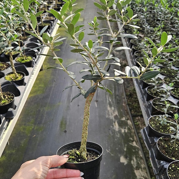 Live Arbequina Olive Tree: Braided Topiary in 4" Pot