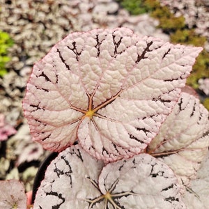 Begonia Silver Dollar, White Gray Variegated Live House Plant in a 5 pot, terrarium vivarium 2 item minimum on orders image 2