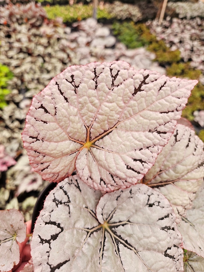 Begonia Silver Dollar, White Gray Variegated Live House Plant in a 5 pot, terrarium vivarium 2 item minimum on orders image 2