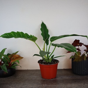 Philodendron Jungle Boogie live Plant 6" pot Tiger tooth philodendron plant | Free shipping with orders over 35