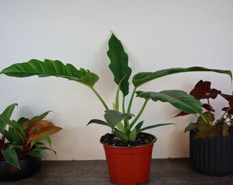 Philodendron Jungle Boogie plant Tiger tooth philodendron plant live rare tropical philodendron houseplant