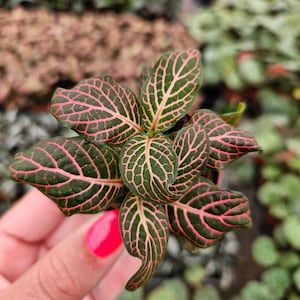 Pink Fittonia Plant in a miniature 2&quot; pot – Nerve Plant with Pink Veins, Easy Care Indoor Plant, 2 Item Minimum