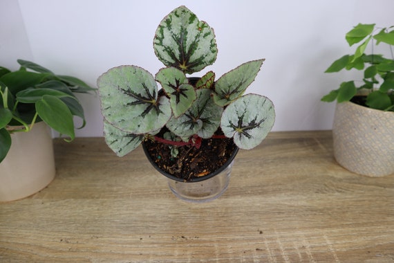 Fedor Begonia plant in a 5'' pot, Silver Rex begonia plant, easy care begonia plant  | 2-Plant Minimum |
