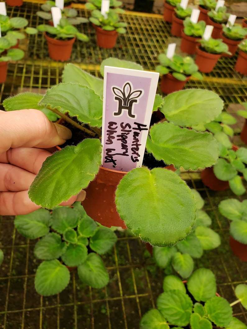 May include: A close-up of a potted African violet plant with large, green, fuzzy leaves. The plant has a label that reads "Hunter's Slippery When Wet". Other potted plants are visible in the background.