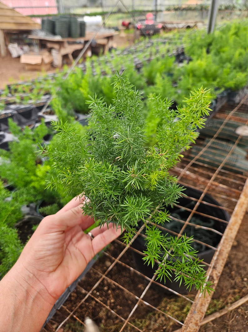 FreshFromGreenhouse Asparagus Sprengeri Fern