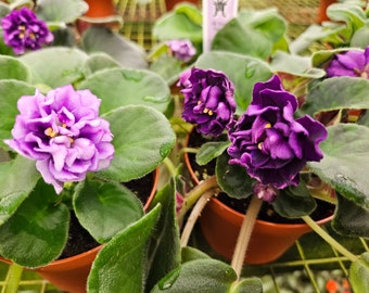 EK Gray Ocean African Violet live plant, young starter in a 4" pot | plant lover gift | | 2 plants required per order |