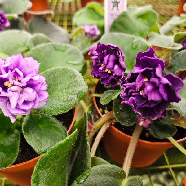 African Violets Live Plants - Etsy