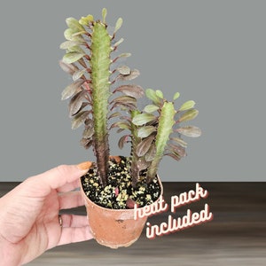 Red African Milk tree plant, Euphorbia trigona red in a 4 inch pot | 2 plants required per order |