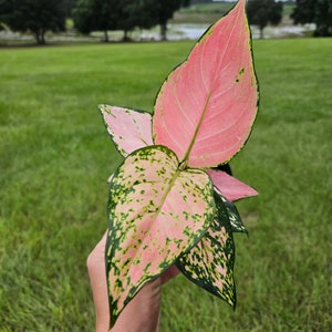 Aglaonema Tricolor plants, pink Chinese evergreen plant in a 4&#39; pot | 2 plants required per order