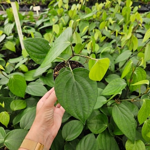 May include: A close-up of a green pepper plant with heart-shaped leaves. The plant is in a small pot and is being held by a hand wearing a gold watch.