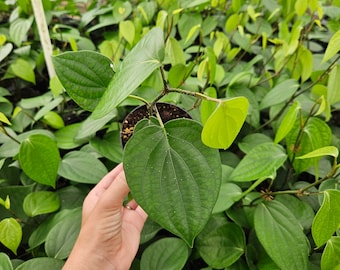 Black pepper plant in a 4&quot; pot, live Piper nigrum edible pepper plant  | 2 plants required per order |