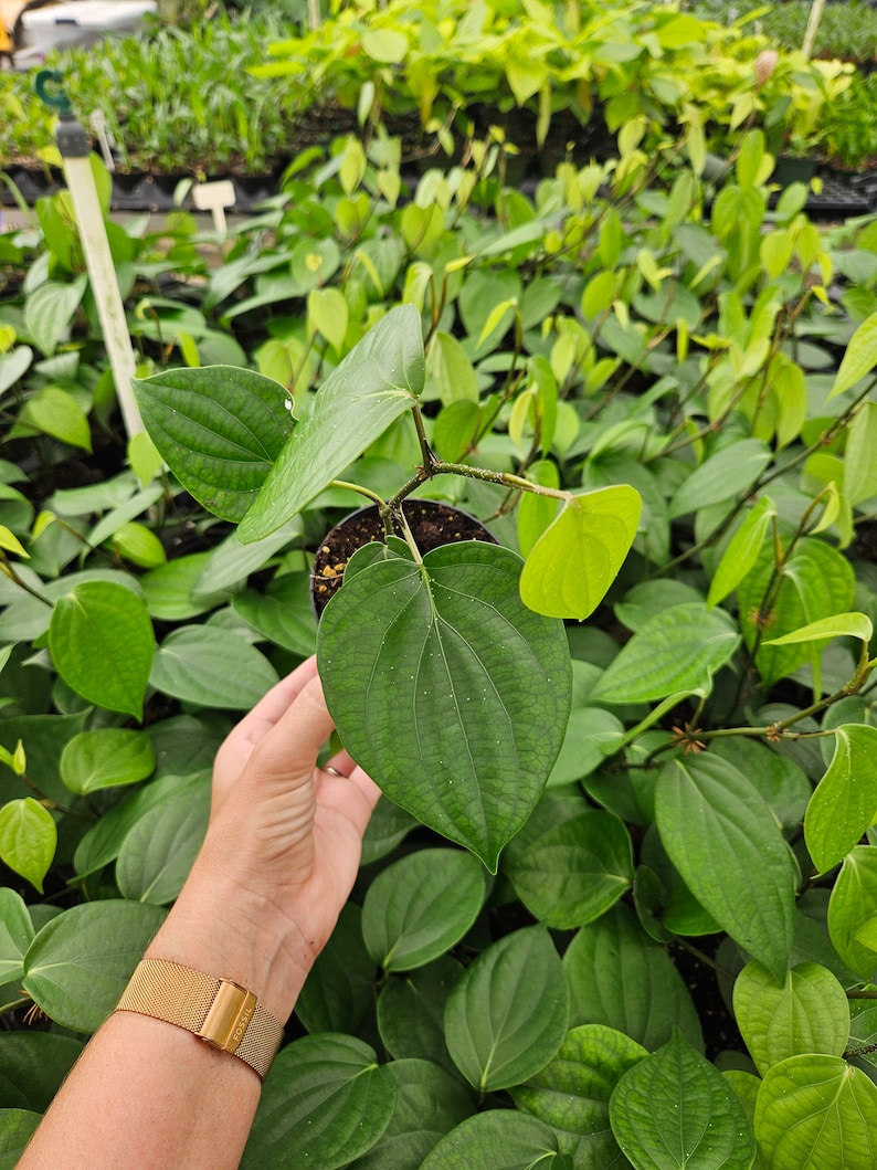Live Black Pepper Plant (Piper Nigrum)