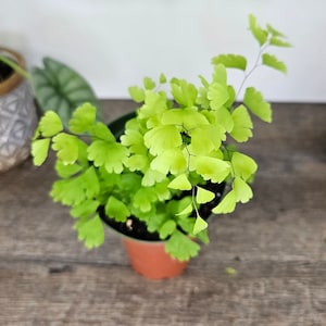 Maidenhair Fragrans Fern plant in a 4" pot,live Maiden hair fern, adiantum raddianum maidenhair fern *2 item minimum on orders*