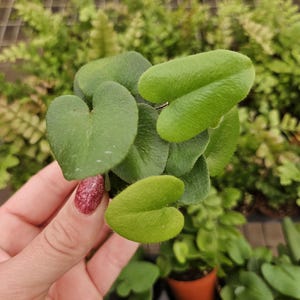 Fern plant, Heart Fern live plant in a miniature 2&quot; pot | 2 plants required per order |