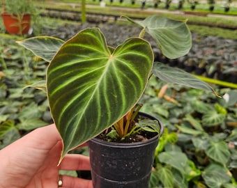 Philodendron Verrucosum live plant in a 4" pot | 2 plants required per order |
