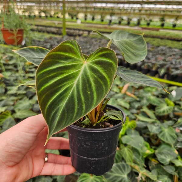 Philodendron Verrucosum live plant in a 4" pot | 2 plants required per order |