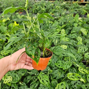 May include: A small potted plant with large, green leaves that have holes in them. The plant is in a brown plastic pot.