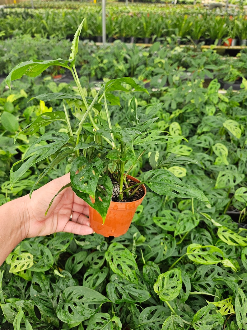May include: A small potted plant with large, green leaves that have holes in them. The plant is in a brown plastic pot.