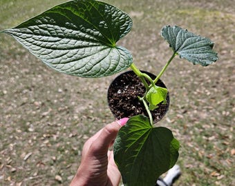 Pepper plant, piper methysticum Kava Kava "isa" live plant in a 4" pot | 2 plants required per order