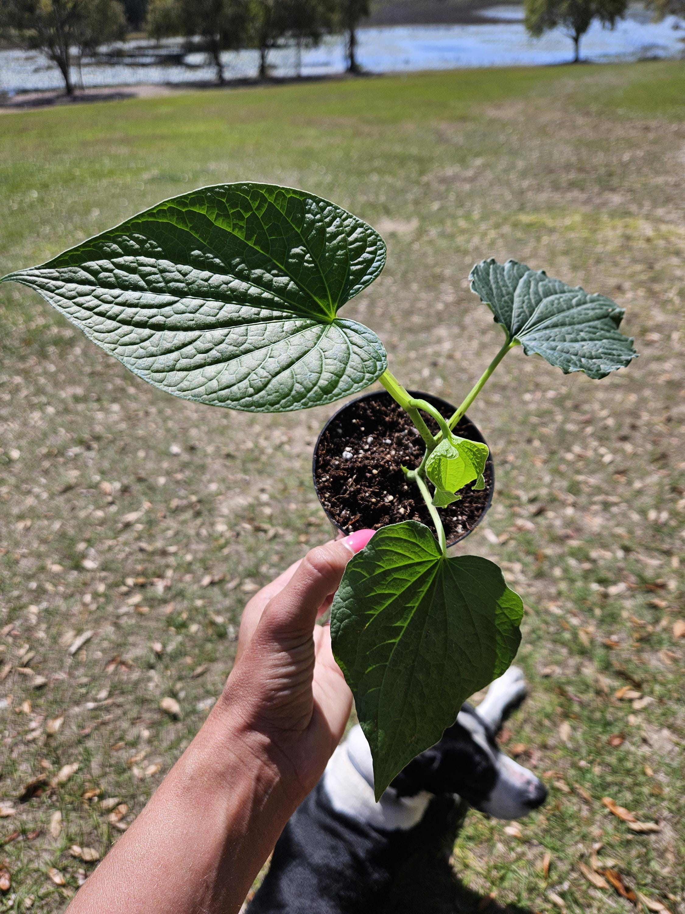 Pepper Plant, Piper Methysticum Kava Kava 