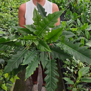 Jungle Boogie Philodendron plant 4&quot; pot - Tiger tooth/Narrow/Jungle Boogie Philodendron live philodendron plant