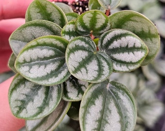 Royal Princess Peperomia plant in a miniature 2" pot, live houseplant | Must Order 2+ Plants (Mix and Match OK)