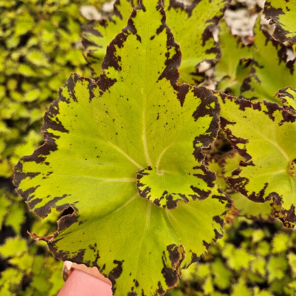 Begonia plant, neon green "Jive / Pemba" in a 5" pot, Begonia Live plant, Rex Begonia plant | 2 plants required per order |