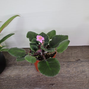 Pode incluir: Uma pequena planta de violeta africana rosa em um vaso marrom com folhas verdes. A planta est&aacute; sobre uma superf&iacute;cie de madeira.