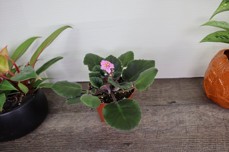 Pode incluir: Uma pequena planta de violeta africana rosa em um vaso marrom com folhas verdes. A planta est&aacute; sobre uma superf&iacute;cie de madeira.