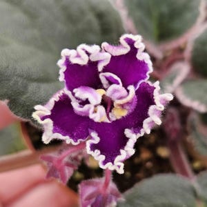 May include: A close-up of a purple African violet flower with white ruffled edges. The flower has a yellow center and is in bloom.