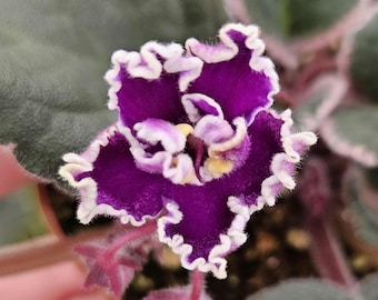 Wranglers spanish cavalier African Violet live plant, young pre-finished starter in a 4" pot | 2-Plant Minimum |