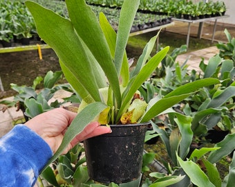 Staghorn Fern live plant | Platycerium houseplant | Unique tropical fern | 2 plants required per order