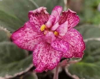 Buckeye Fiesta African Violet live plant, young starter in a 4" pot | plant lover gift | | 2 plants required per order |