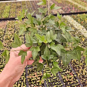English Ivy &quot;Shamrock&quot;  Hedera helix in a 4&quot; pot | 2 plants required per order |