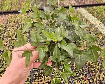 kentia palme im freien Kentia-Palme  Howea forsteriana - 200 cm