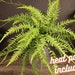 see more listings in the Fern section