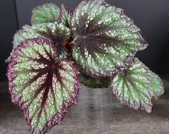 Firework Rex begonia plant in a 5" pot, Variegated  Purple rex begonia live plant | 2 plant minimum on order|