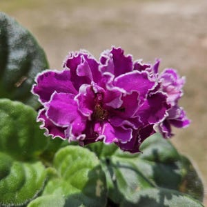 Sun Sizzle African Violet live plant, young pre-finished starter in a 4&quot; pot | 2 plants required per order |